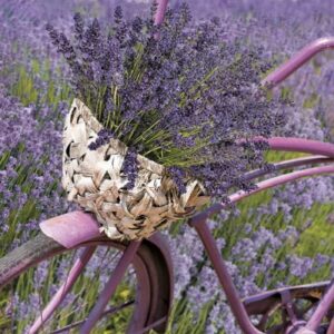 Servetele Lavanda in cos, 33 cm, 20 buc.